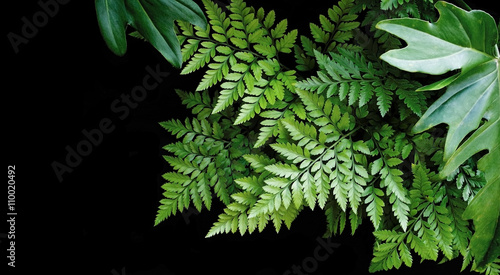 Green leaves on black background, soft focus, tropical forest co