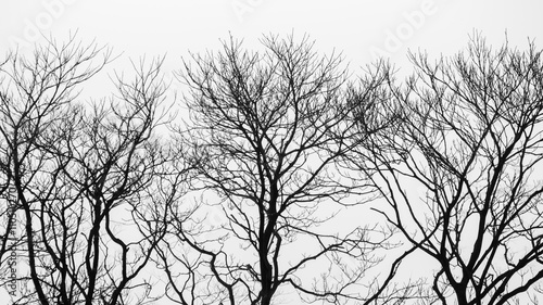 Fototapeta black and white of dry tree background