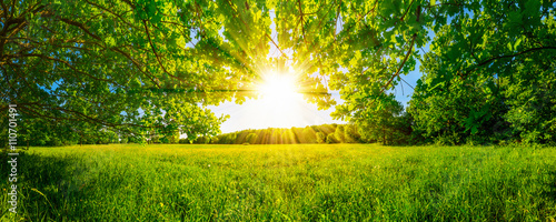 Von Bäumen umgebene Wiese bei Sonnenschein