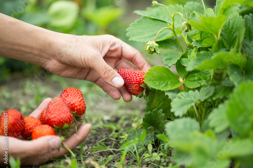 hands with fresh strawberries