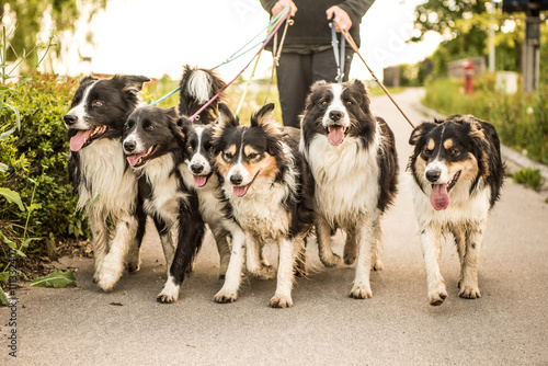 Poster Frau geht mit einem Rudel Hunden stressfrei spazieren - Border Collies
