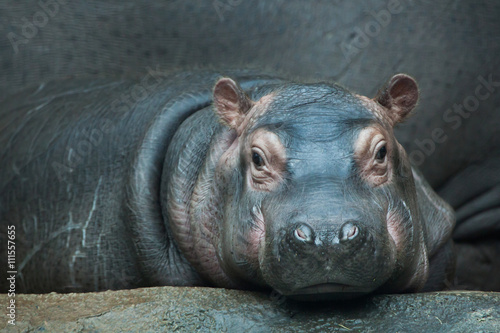 hipopotam-hippopotamus-amphibius