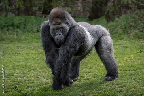 Poster A silver back gorilla standing and looking alert and menacing against a natural