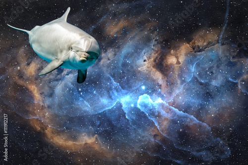 dauphin-dans-le-fond-de-l-39-univers-de-l-39-espace-vous-regarde