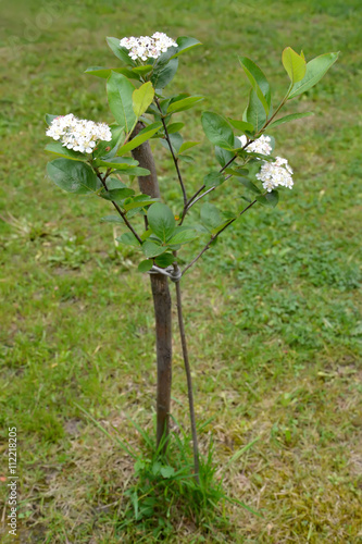 Poster The blossoming aroniya (mountain ash) black-fruited (Aronia mela
