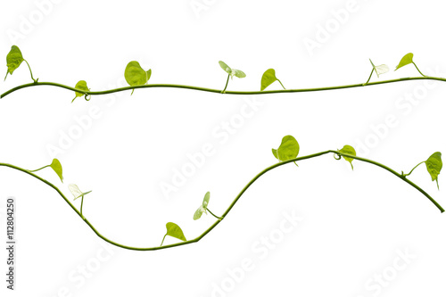  Vine Branch, Vine leaves on white background