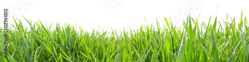 Fototapeta Grass in high definition isolated on a white background