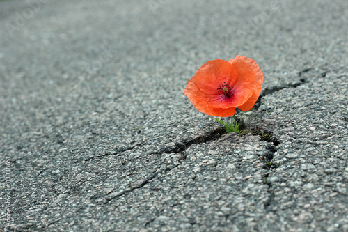 Mohnblume auf der Straße