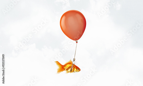 Goldfish fly on balloon