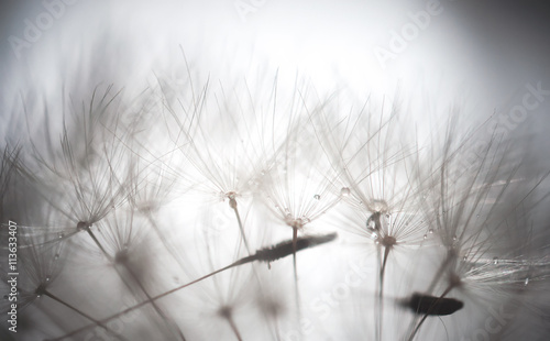 dandelion-abstrakcyjne-tlo-plytka-glebokosc-fi