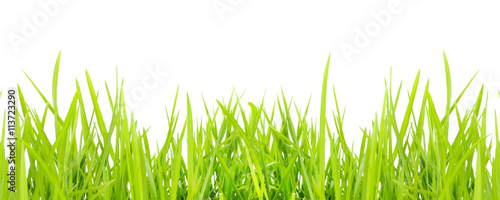 Grass in high definition isolated on a white background