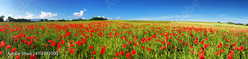 Wiese mit rotem Mohn unterhalb der schwäbischen Alb