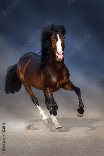 Obraz na płótnie Bay horse with long mane run in sand against dark sky