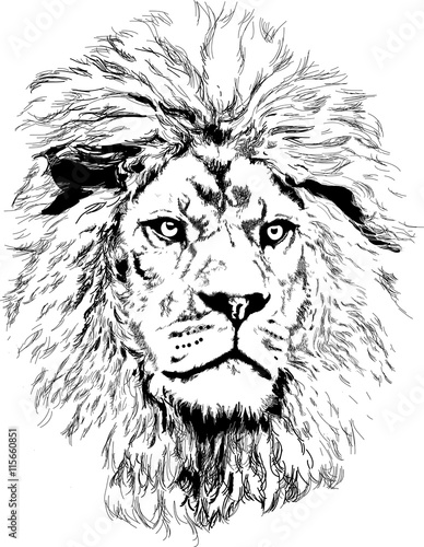 Obraz na płótnie Lion with big mane