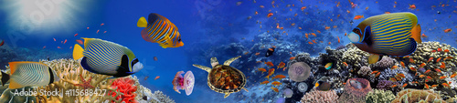 Fototapeta Underwater panorama with turtle