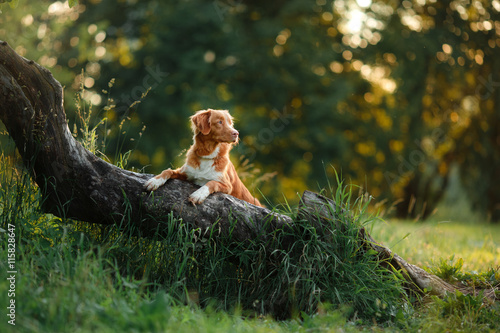 Poster dog walks on nature, greens, flowers Nova Scotia Duck Tolling Retriever