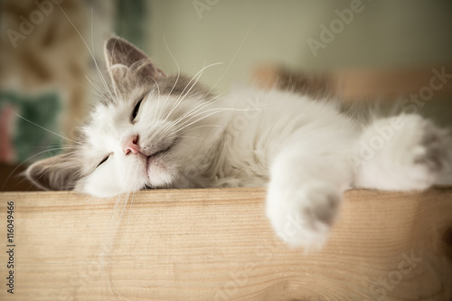 Obraz na płótnie Portrait of sweet sleep white cat