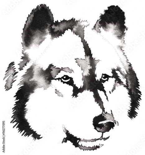 czarno-bialy-monochromatyczne-malowanie-woda-i-tuszem-rysowac-wilk-ilustracja
