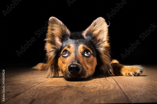 Black brown mix breed dog canine lying down on wooden floor isolated on black background looking up with perky ears while curious watching patient wanting hungry focused begging wishing hoping © Lindsay_Helms