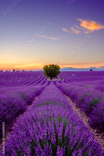 drzewo-w-lawendowym-polu-przy-zmierzchem-w-provence-fran