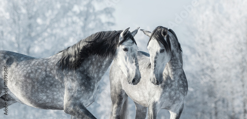 Lacobel Two thoroughbred gray horses in winter forest.
