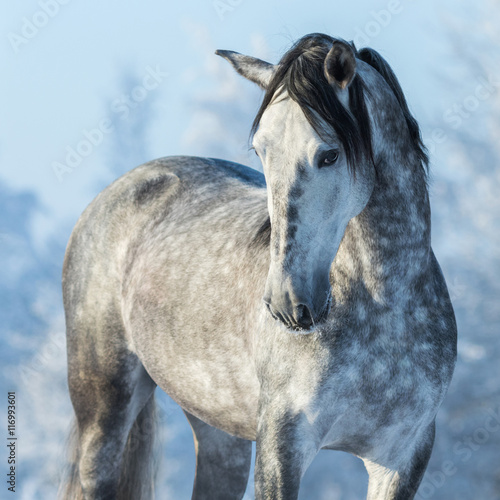 Poster Portrait of thoroughbred gray stallion in winter forest on a blu