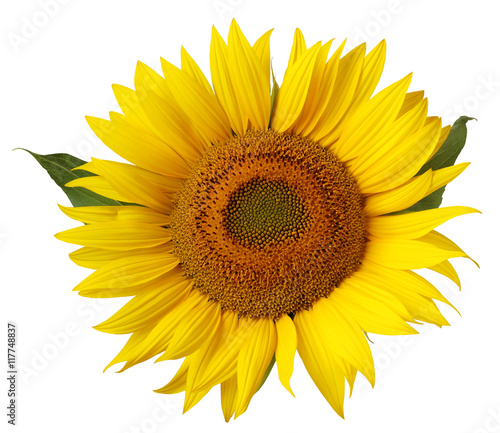 Flower of sunflower isolated on a white background.
