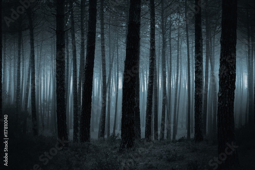 Dark foggy forest