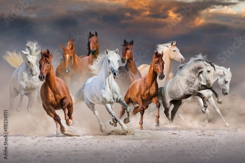 Obraz na płótnie Horse herd run fast in desert dust against dramatic sunset sky