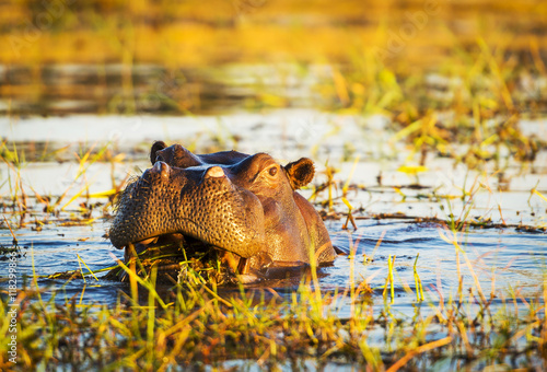 Obraz Fotograficzny Hippopotamus Chobe River
