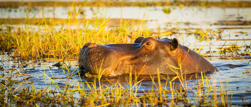 Obraz na płótnie Hippopotamus Chobe River