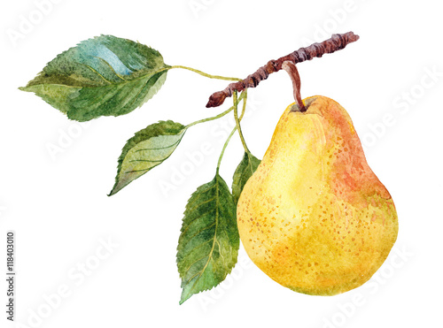 Zdjęcia the fruit of pear on the tree branch watercolor on the white background