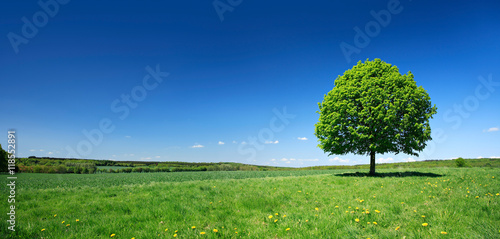 Linden Tree on Meadow with Dandelion Flowers in Spring Landscape under Blue Sky