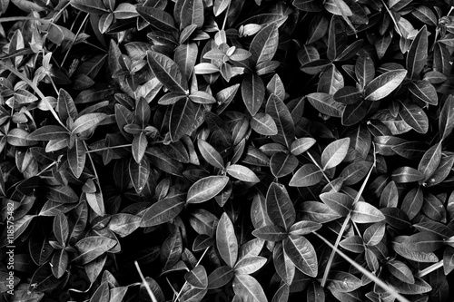 plant Poster