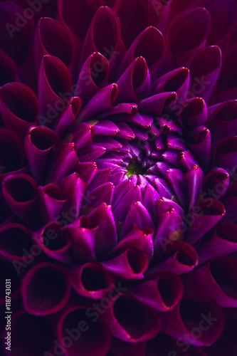 piekna-purpurowa-dalia