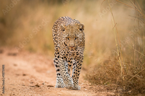 lampart-odprowadzenie-w-kierunku-kamery-w-kruger