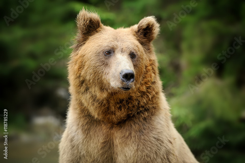 portrait-d-39-ours-brun-en-foret