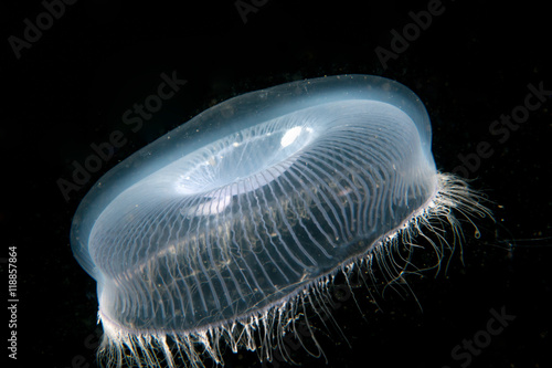  Crystal jellyfish swims in the dark