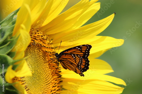 Monarch on Sunflower