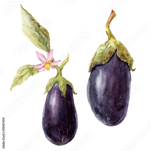 Zdjęcia Watercolor hand drawn eggplant