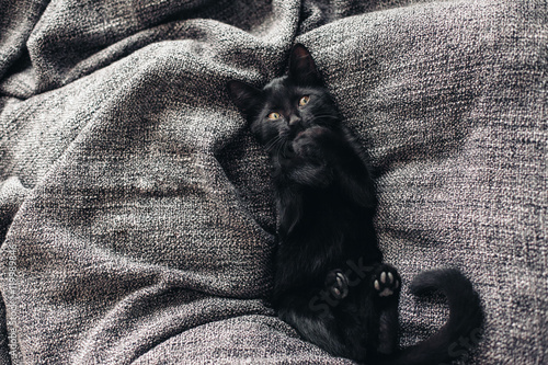 Kitten on blanket Poster
