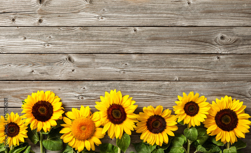 Fototapeta sunflowers on wooden board