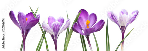 Fototapeta Crocus violets