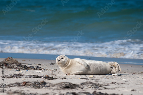 Seal baby lying on the beach of Helgoland and looking at you Poster