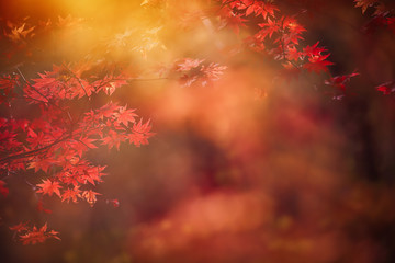 Foto zasłona abstract autumn forest