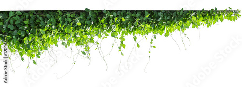 Fototapeta vine plants isolate on white background