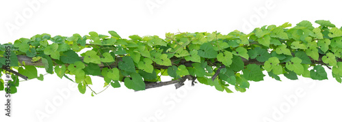  vine plants isolate on white background