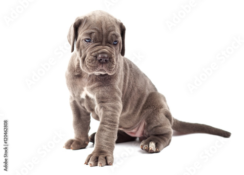Beautiful young puppy italian mastiff cane corso (1 month)