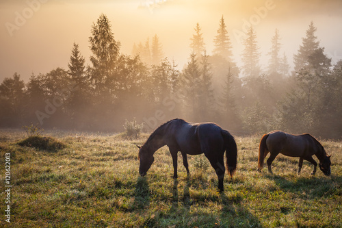 Mountain landscape with grazing horse