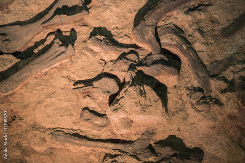 Poster Dinosaur fossil,Skeleton of dinosaur fossil,Old dinosaur fossil,Dinosaur Fossil